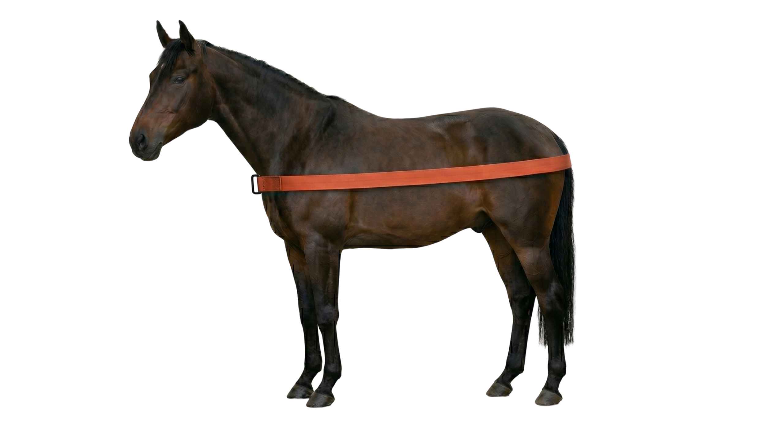 How to measure a horse for a blanket