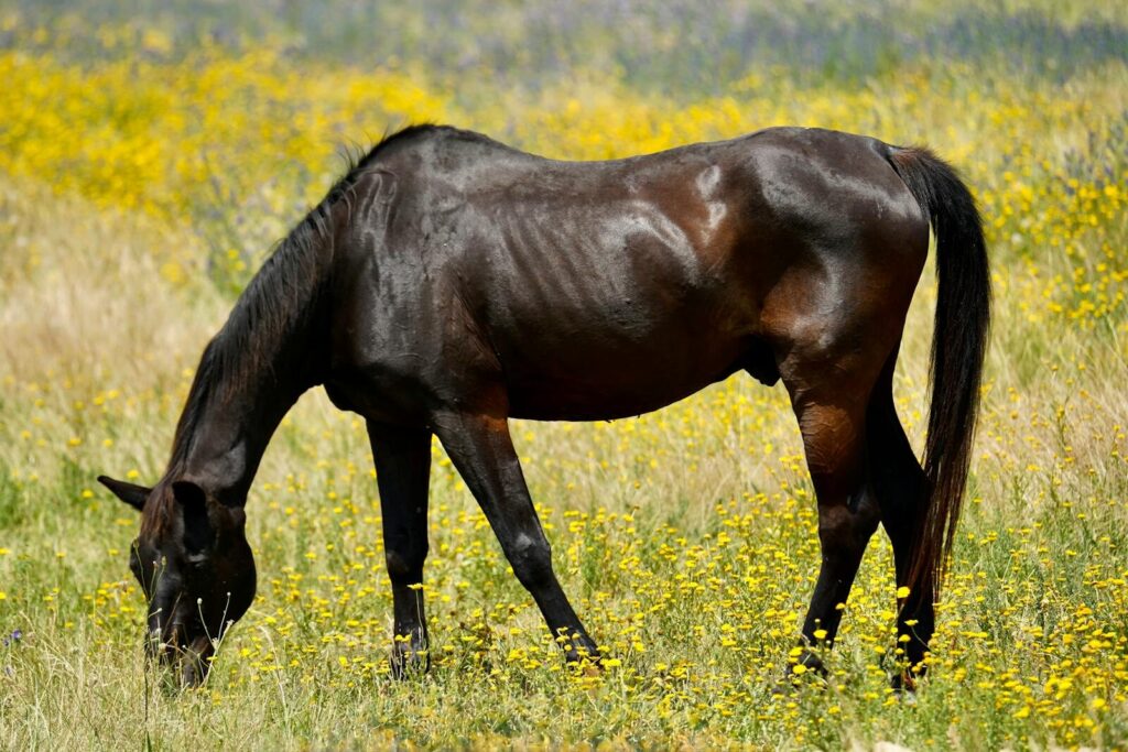 the ultimate guide to feeding an underweight horse