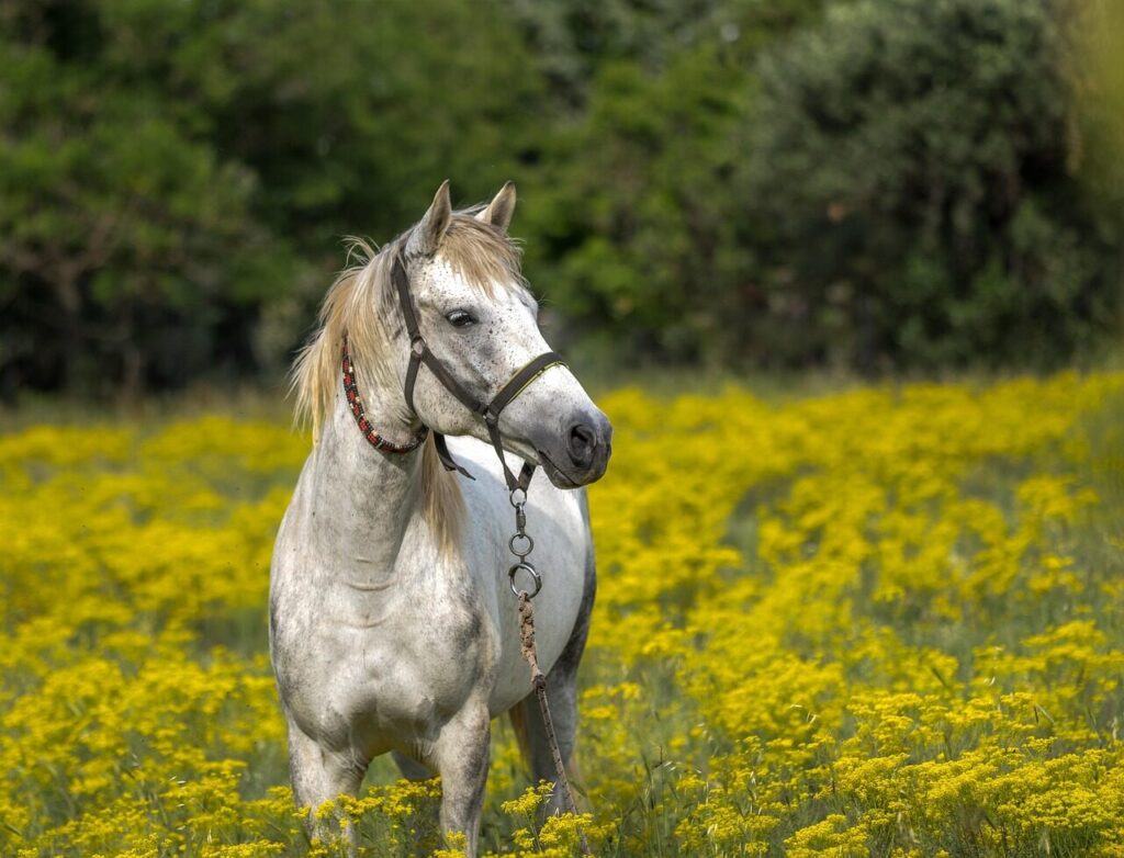 The Ultimate Beginner’s Guide to Buying Your First Horse