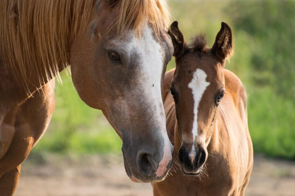 The Complete Guide to Equine Gestation: Predicting Your Mare's Foaling Timeline (and Saving Your Sanity)