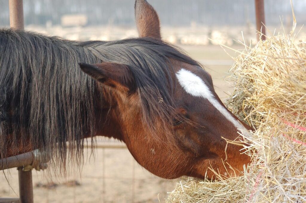 how much hay does a horse need? horse, hay, rural, outdoors, nature, equine