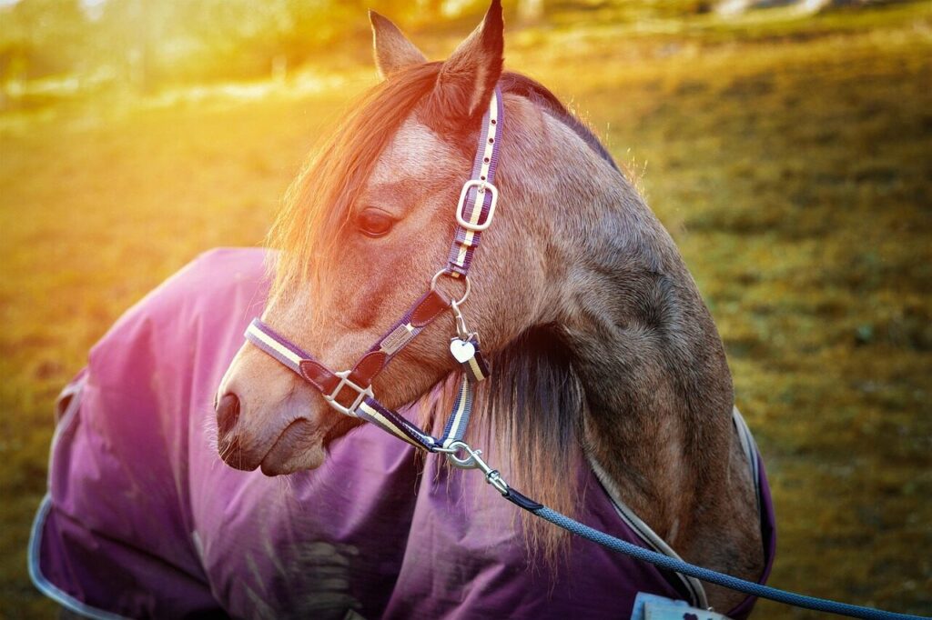 how to measure your horse for winter blanket rug