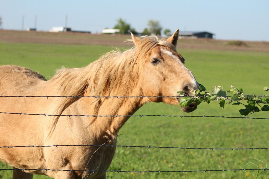 The Importance of Forage in Equine Nutrition