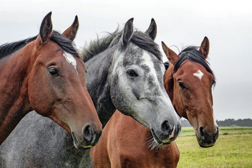 Managing Laminitis Risk Through Diet: Key Nutritional Strategies
