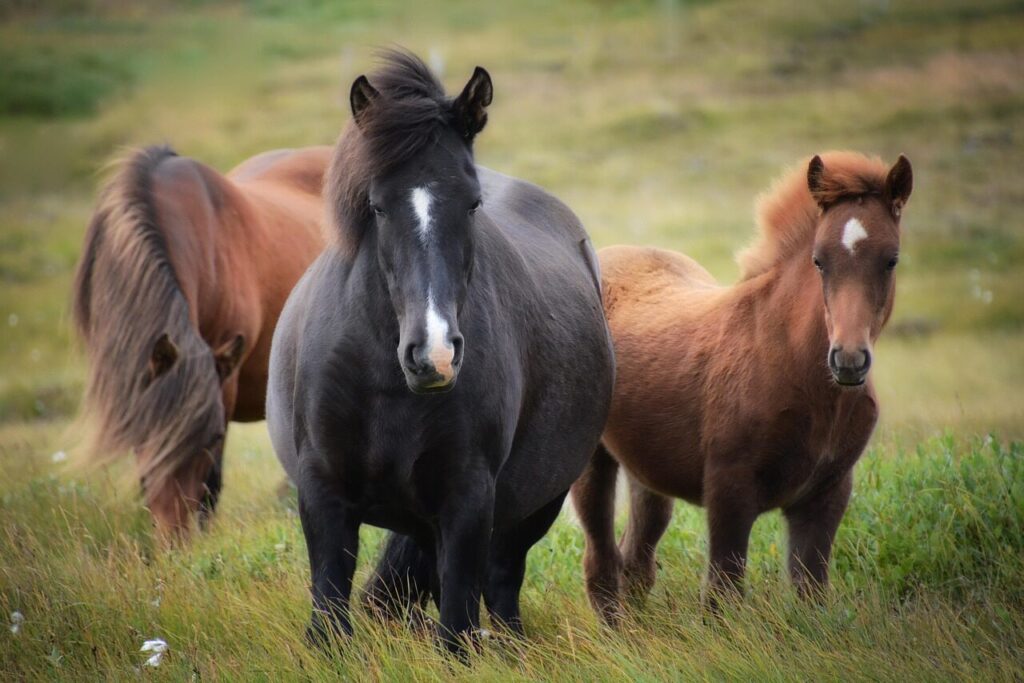 Safe Weight Reduction Strategies For Ponies