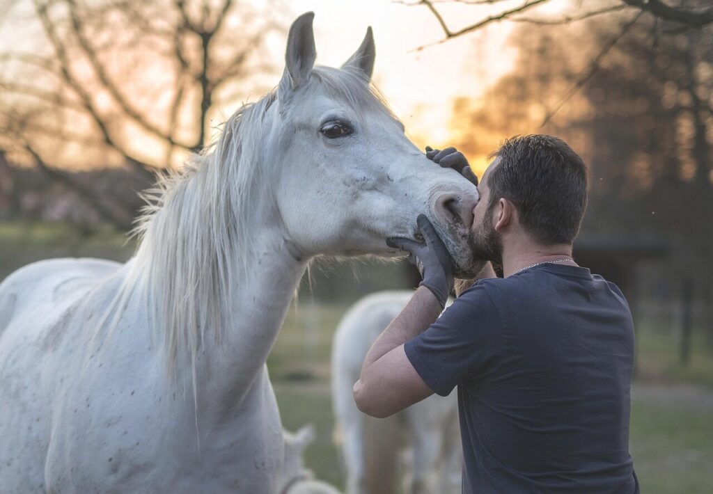 Comprehensive Guide To Using Online Horse Care Tools