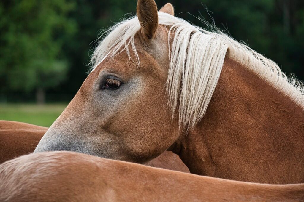 Basic Animal Health Pure Gold Extreme: A Complete Guide to This Premium Horse Supplement