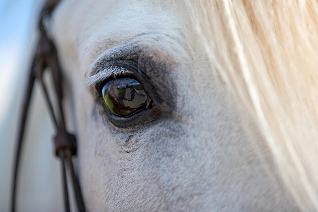 Feeding Draft Horses vs. Light Breeds: Nutritional Needs and Dietary Differences