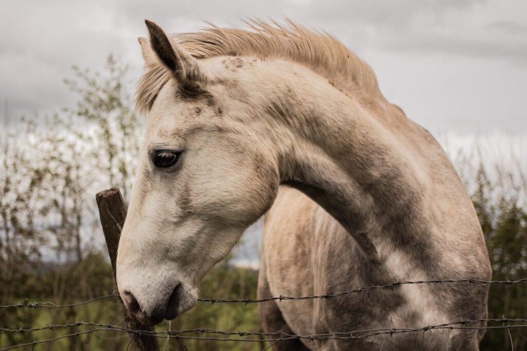 Recognizing Signs Of Malnutrition In Horses